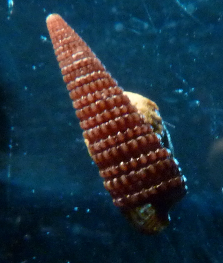 Triphoridae Marshallora adversa ?